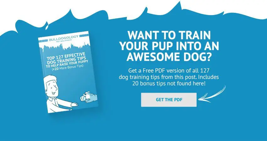 Download Dog Training Guide