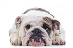 English bulldog health problems