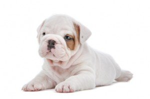 English Bulldog puppy