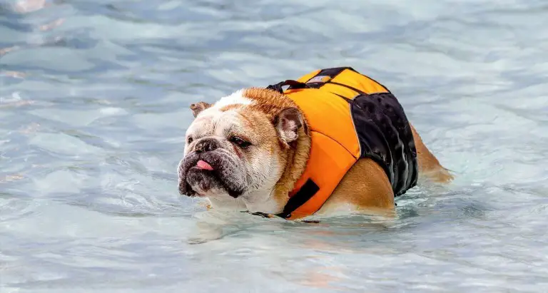 Can Bulldogs Swim?