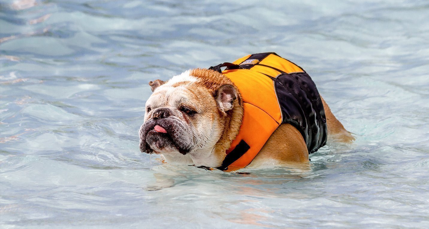 english bulldog swimming vest