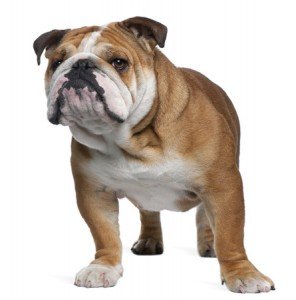 english-bulldog