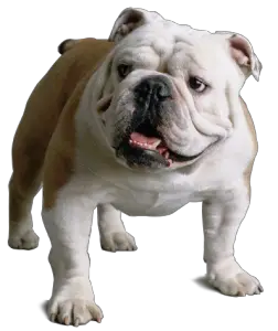 online bulldog