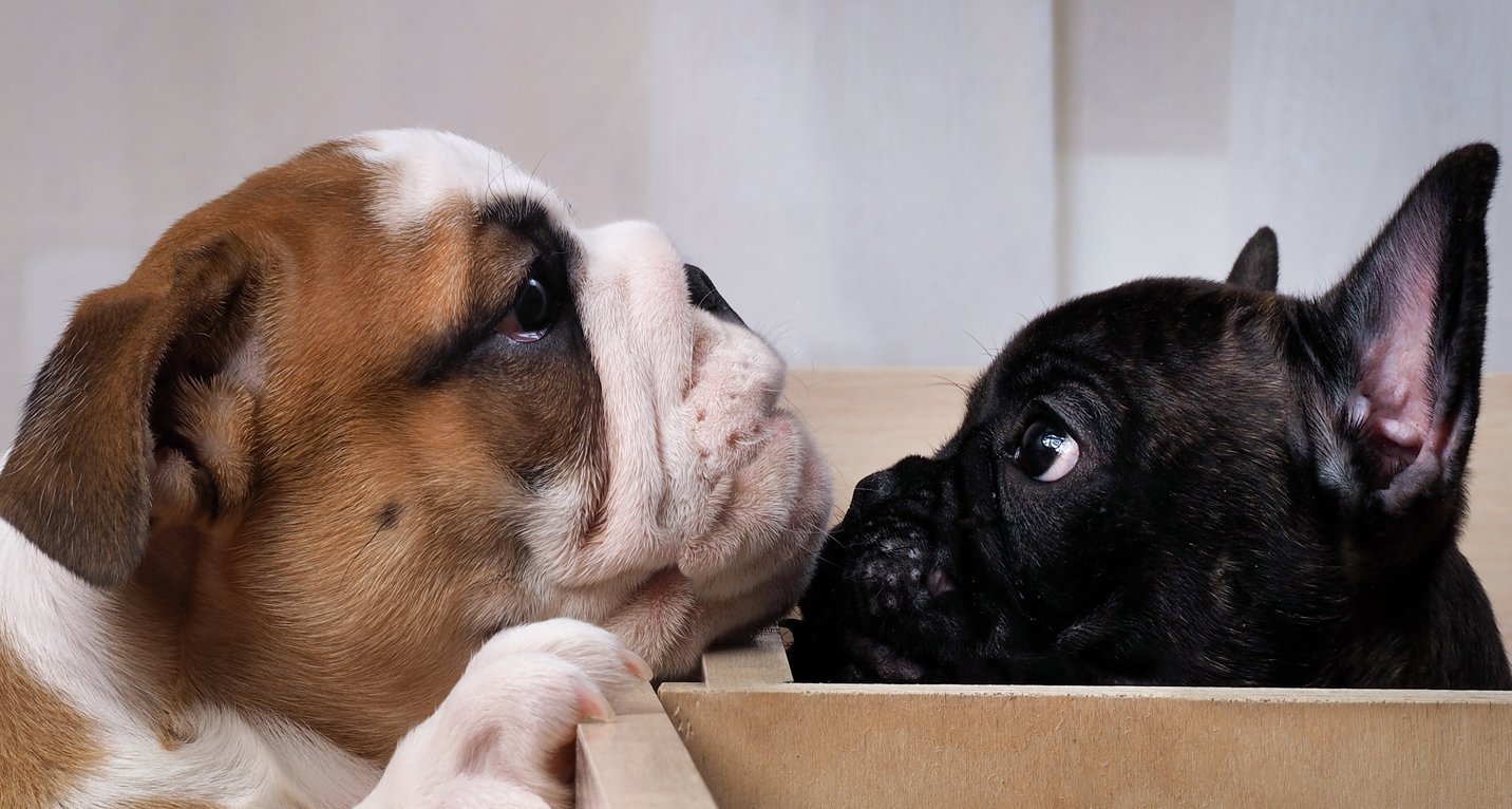 french bulldog mixed with english bulldog