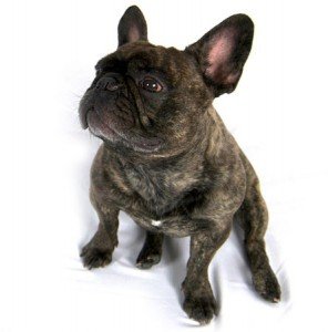 french-bulldog