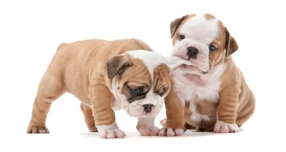 How To Stop A Puppy From Biting Using These 5 Easy Tips