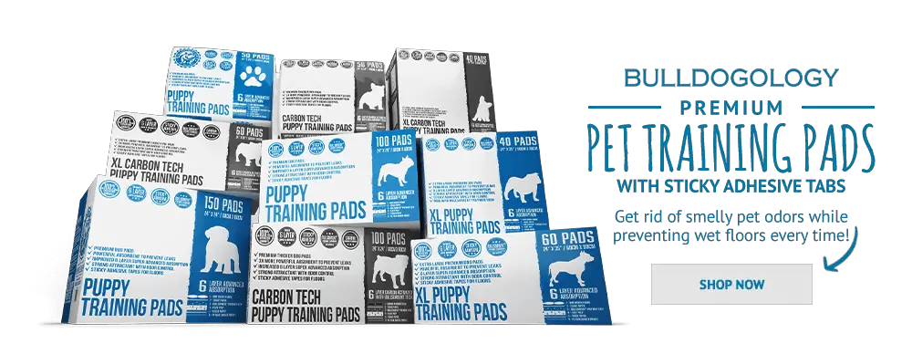 How to Potty Train a Pitbull Puppy Step By Step Guide Bulldogology