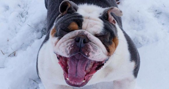 5 English Bulldogs Who Just Don’t Know About Snow