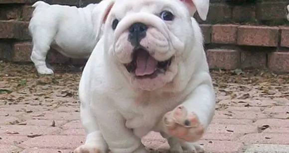 5 English Bulldogs That Are Ready To Party