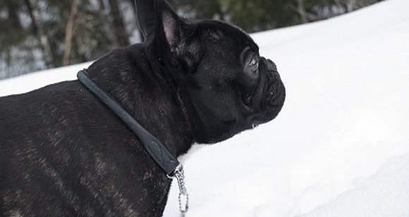 7 Great Tips on How To Exercise Your Dog In The Winter