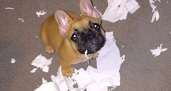 7 Guilty French Bulldogs That Want Your Forgiveness