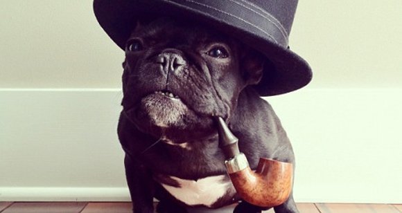 5 French Bulldogs Who Don’t Think They Are Dogs
