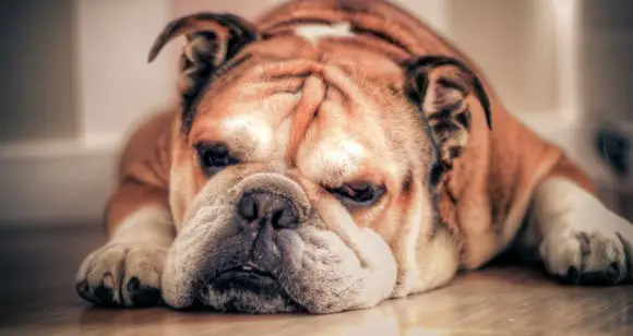 Dog Health: 5 Common Dog Health Problems and Their Solutions
