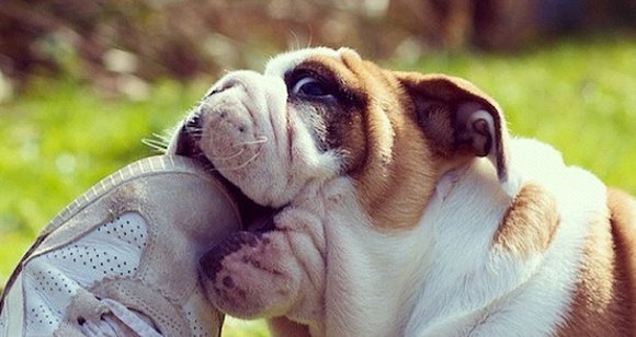 5 Tips on How to Stop Your Puppy From Biting and Nipping