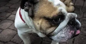 Cleaning Bulldog Wrinkles