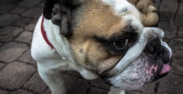 Cleaning Bulldog Wrinkles 