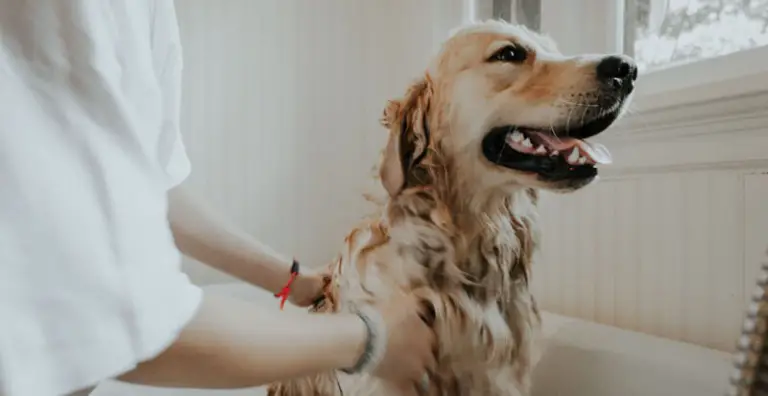 7 Useful Tips to Make Puppy Bathing Faster, Easier and Neater
