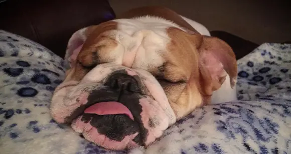 5 English Bulldogs Living As Sleeping Beauties