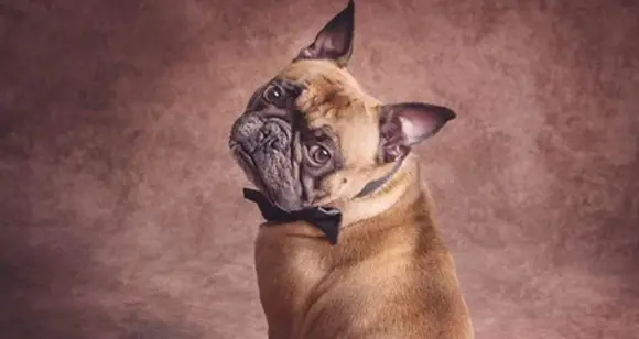 7 Frenchies Supermodels