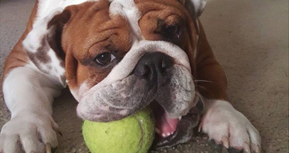 6 Cute Bulldogs Play With Their Favourite Toys