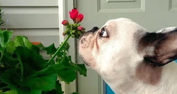 6 Spring French Bulldogs