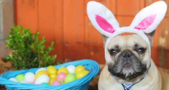 6 Cute Easter Bulldogs