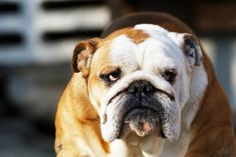 3 Amazing Tricks for Cleaning Bulldog Wrinkles