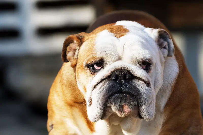 Cleaning Bulldog Wrinkles