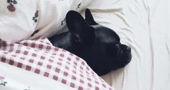 Bulldogs In A Bedtime Story