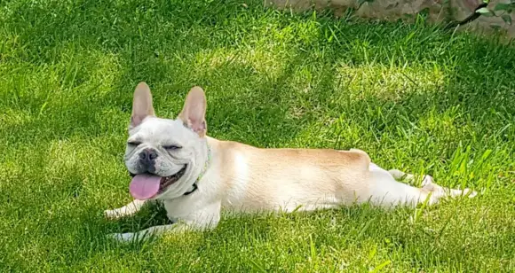 6 French Bulldogs In A Tongue Out Day