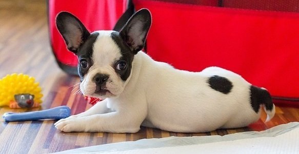 Is It OK to Put Your New Puppy in Daycare?