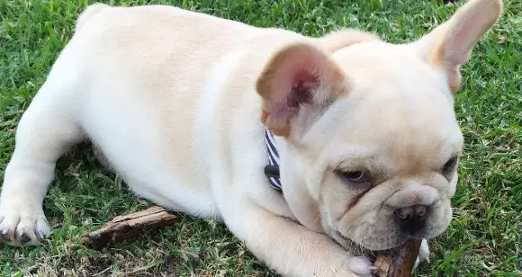 Puppy Time: Live These Funny Baby Adventures