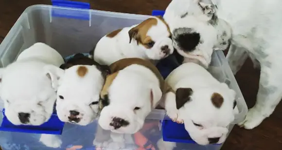 Family Time: Will These Bulldogs Enjoy The Day?
