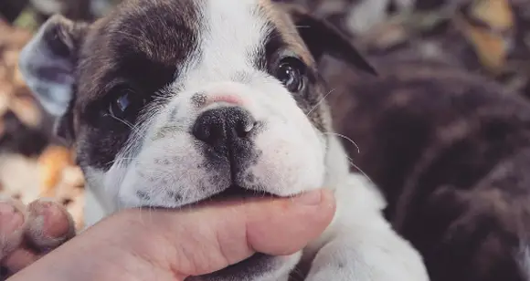 Extreme Close Up Beautiful Bulldog Faces