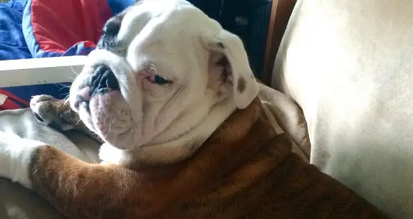 Mad Bulldogs Telling You What Makes Them Get Angry