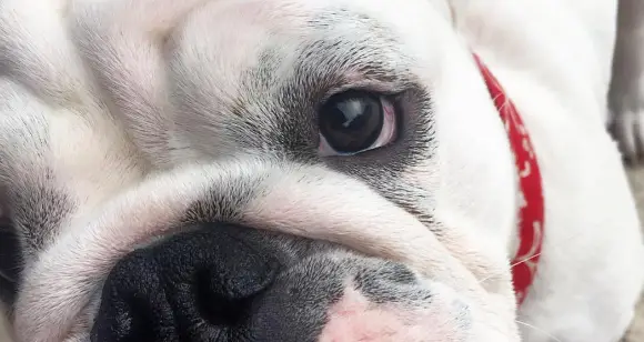 6 Bulldogs With The Most Incredible Eyes