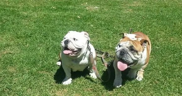 Best Bulldog Friends Forever Having Fun