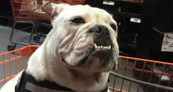 6 Amazing Bulldogs In A Grill Out Day