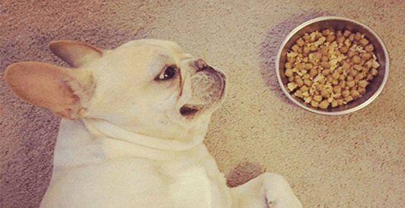 Dog Won’t Eat: 5 Things To Do When Your Puppy Doesn’t Eat