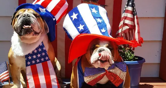 Amazing Bulldogs Celebrating The 4th of July