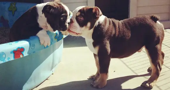 6 Adorable Bulldogs Kissing Each Other