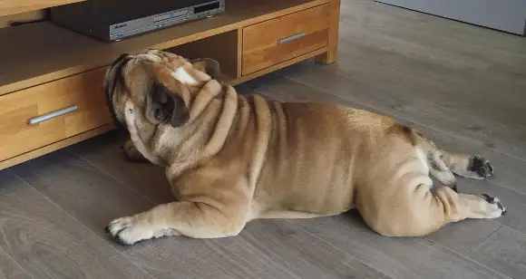 The Best Bulldog Bodies Of  July
