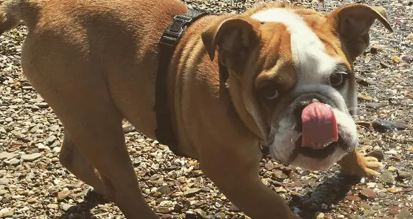 6 Bulldogs Showing You The Longest Tongues In Town
