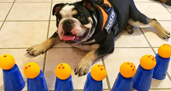 Bulldogs With Awesome Attitude Telling Your Dog How To Be Cool