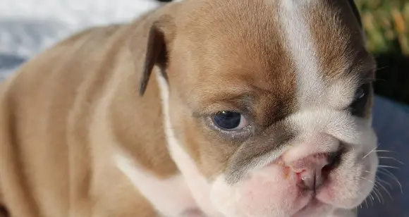 Sad Puppies: Give Your Bulldogs What They Want