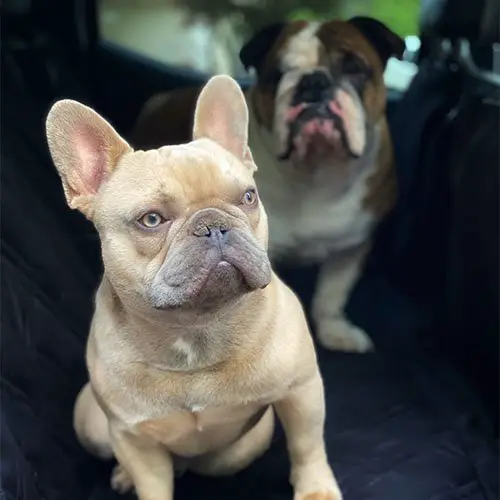 Pet Front Bucket Seat Cover 8 covers customer images 0006 310B800D 60C5 4D9E A83C 09746B2627AF 1 Pet Front Bucket Seat Cover