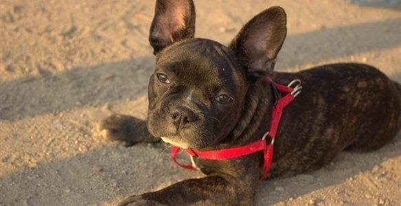 5 Essential Commands You Should Teach Your Puppy