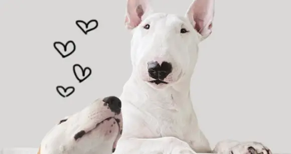 Fantastic Illustrations Of A Bull Terrier Made By His Owner