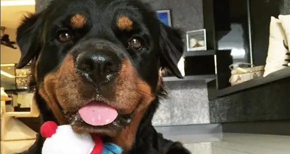 Happy Rottweilers: What This Pups Enjoy About Life