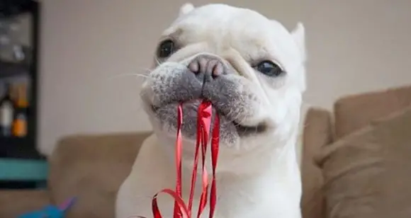 Frenchie Thursday: Great Stories For The Frenchie Weekend